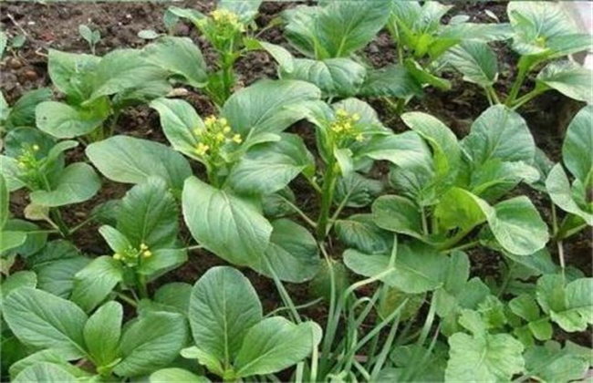 Control measures of diseases and insect pests in Chinese cabbage