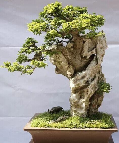 Sharing of experience in making stone bonsai