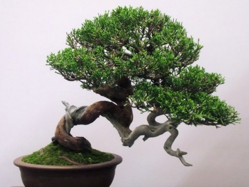 Selection of Su-style bonsai tree species and their modeling techniques