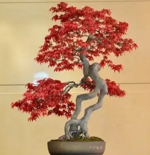 Key points of tree stump bonsai maintenance in autumn