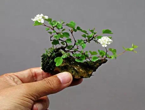 The artistic characteristics and Aesthetic value of miniature Bonsai