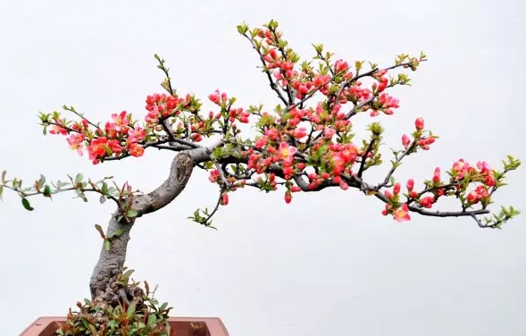 Yangpai bonsai of handicrafts with Yangzhou characteristics