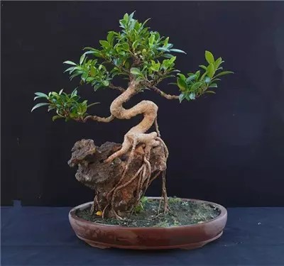 Master-level Stone Bonsai Plastic Arts