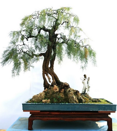 Production and Collection of Tamarix trunks with Stone Bonsai