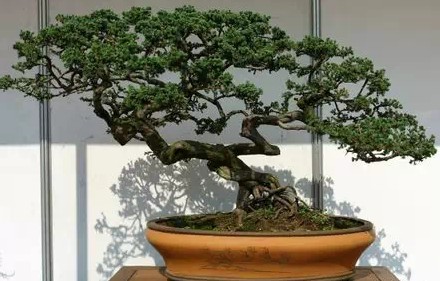 The technical features and artistic style of Lingnan bonsai