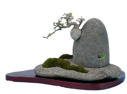 Stone-attached bonsai is favored by the public