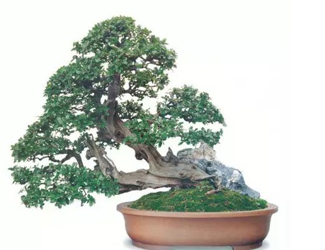 Appreciation of Su-style bonsai boutique