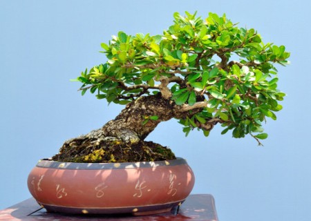 The method of topping branches of Lingnan bonsai