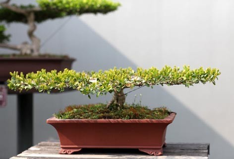 Protection of Yangpai Bonsai works