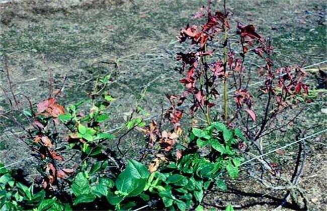 Prevention and treatment of blueberry canker