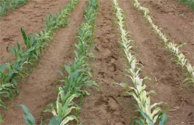 Corn phytotoxicity solution