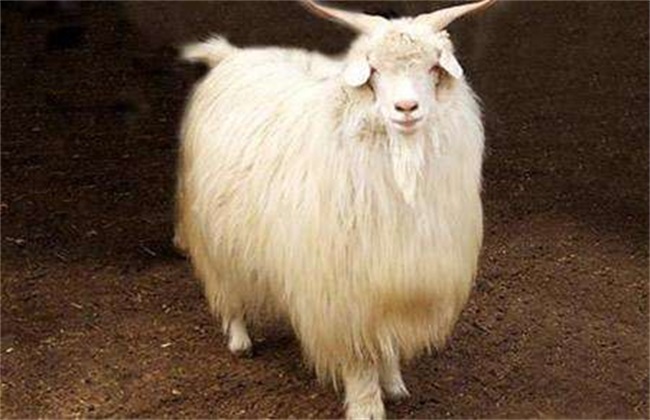 Feeding and Management techniques of Cashmere Goat