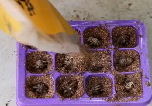 Sowing methods of foreign tree peony