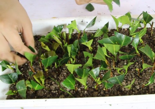 The fastest rooting method of Camellia cuttings