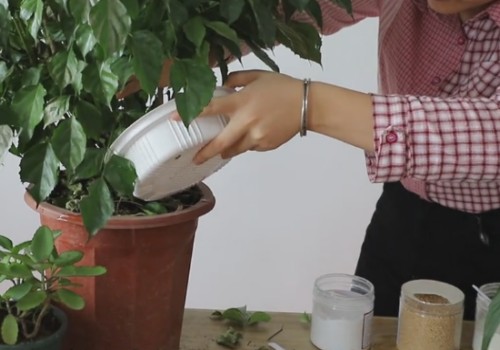 The abnormal leaf loss of the happiness tree may be a sign of lack of fertilizer.