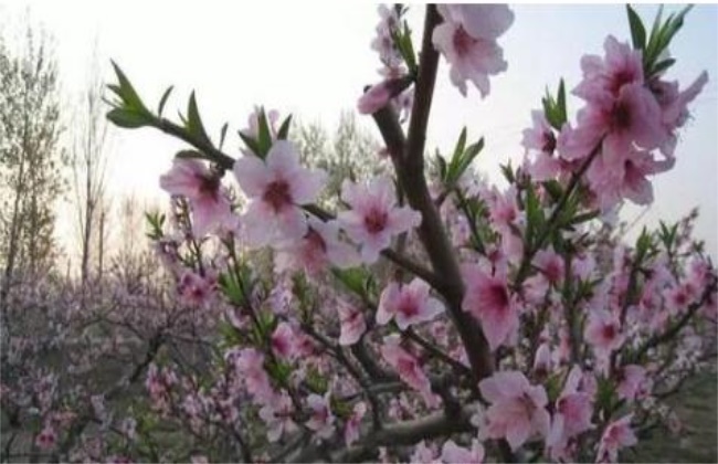 Key points of florescence management of peach trees