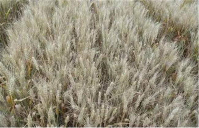 Prevention and control measures of dry and hot air in wheat