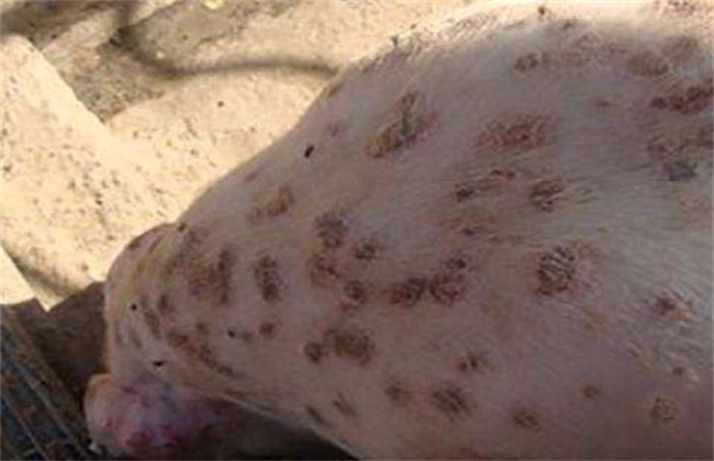 Prevention and treatment of swine pox disease