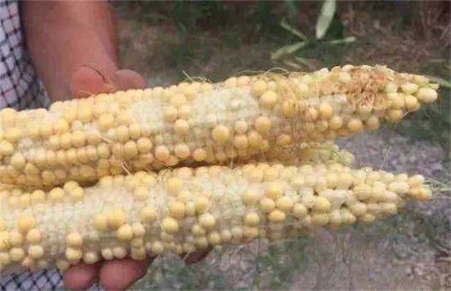 Causes of poor fruiting of corn ears