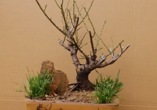 Modeling skills of Plum Blossom Bonsai