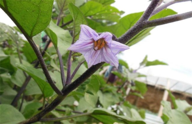 Coring technique of eggplant