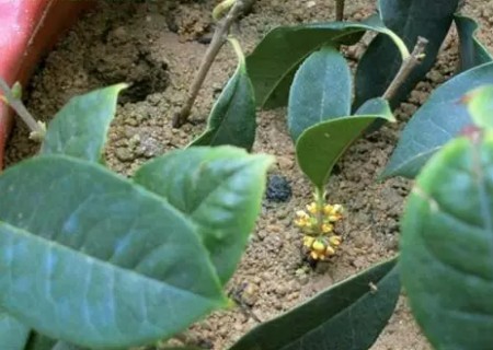 The fastest rooting method of Osmanthus fragrans cuttings