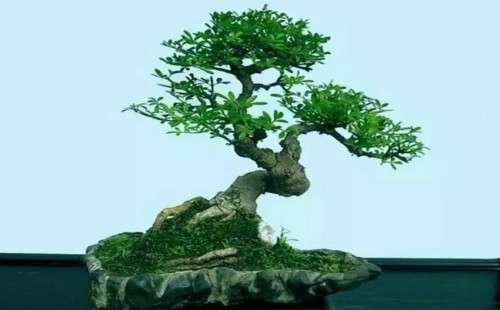 How to pick leaves from bonsai stumps