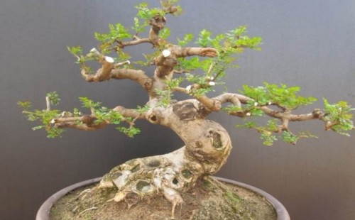 How to prune the white wax bonsai