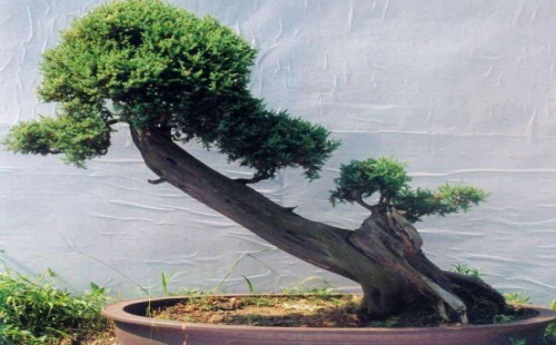 The modeling of oblique dry bonsai