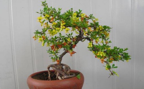 How to water the canary bonsai