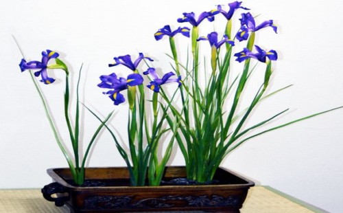 How to reproduce blue iris