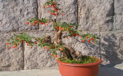 When and how to pick the leaves of Chinese wolfberry bonsai