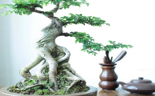 Elm bonsai is watered several times a day in summer