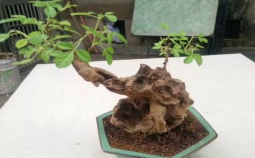 How to water the bauhinia bonsai in the initial stage