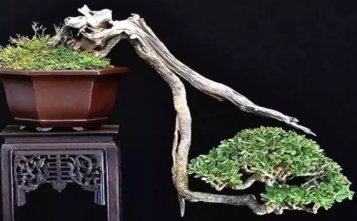 How to bend the cliff bonsai