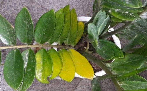 How to judge whether the leaves are yellowing or lack of water?