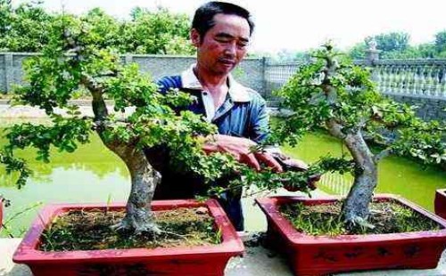 Treatment of Branches in the Modeling of Fraxinus chinensis Bonsai