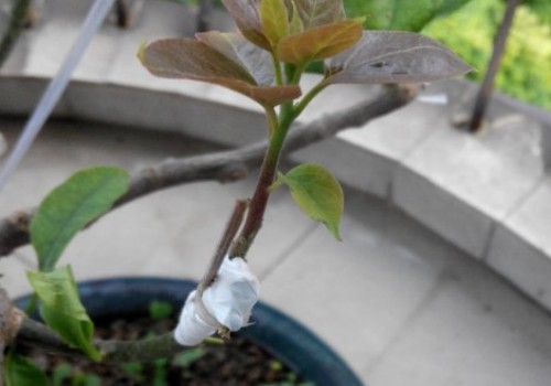 The method and process of grafting triangular plum by bud grafting (diagram)