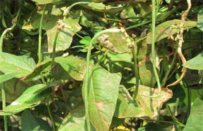 Causes and control methods of dried bean leaves