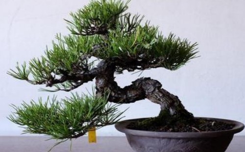 Modeling techniques of qu Gan Bonsai