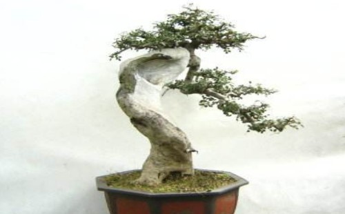 Preliminary shaping of tree stump bonsai