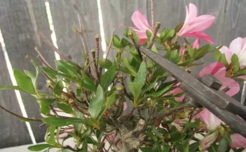 Pruning methods of summer cuckoo bonsai