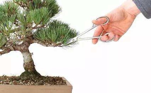 When and how to trim the pine bonsai