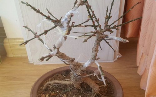 How to graft primrose bonsai