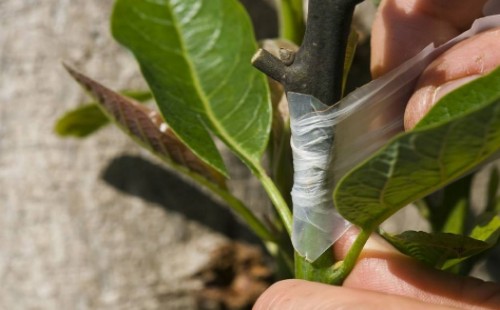 Grafting method of avocado