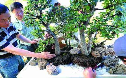 How short are the branches of elm bonsai