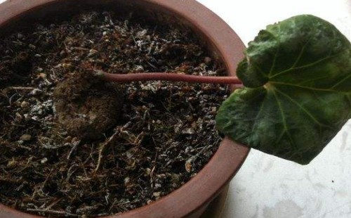 How to grow cyclamen bulbs?-how to plant cyclamen bulbs