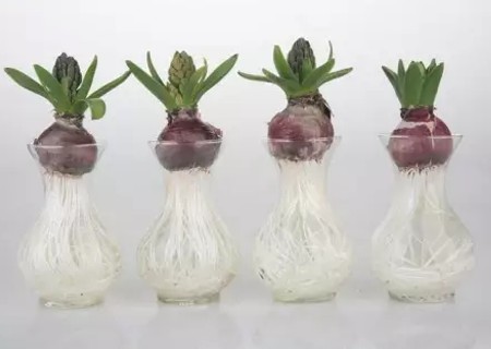 Hyacinth hydroponics method steps