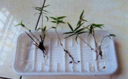 How to propagate Phyllostachys pubescens-Propagation method of Phyllostachys pubescens