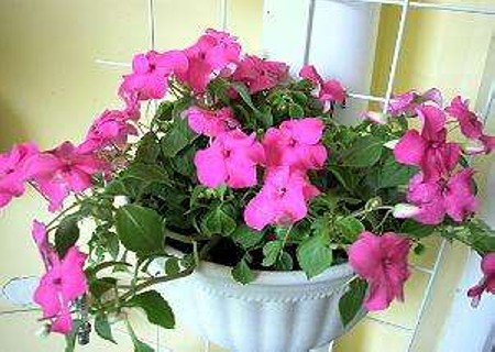 How to cut African Impatiens